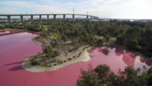 Соленое озеро в Австралии стало розовым из-за погодных изменений