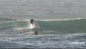 Видео: Дельфин не дал серферу поймать волну