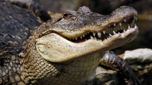 Видео: Во Флориде аллигатора протащили по магазину мебели