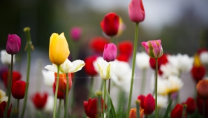 8 марта в Молдове ожидается переменная облачность 