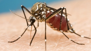 Учёные нашли 26 новых видов переносчиков вируса Зика
