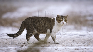 Оренбуржец объяснил, зачем рассылал фото обезглавленных кошек