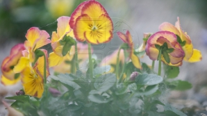 28 марта в республике ожидается переменная облачность