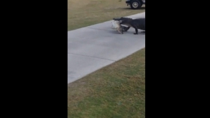 Видео: Аллигатор принес рыбу на поле для гольфа