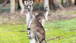 В Австралии во время матча в гольф на поле выбежали кенгуру