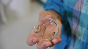 Ученые случайно обнаружили, что личинка восковой моли способна поедать полиэтилен