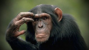 Составлен рейтинг самых умных диких и домашних животных