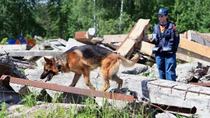 Источник: в кинологической федерации в Москве прошли обыски
