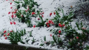 Морозный "апокалипсис": Фермеры в отчаянии из-за непогоды