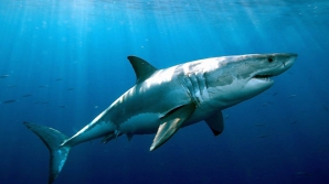 Видео: Австралиец заснял акулу рядом с ничего не подозревающими серфингистами