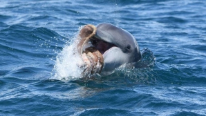 Ученые узнали, как дельфины готовят блюдо из смертельно опасных осьминогов