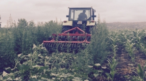 Фермеры, понесшие убытки в результате непогоды, получат страховые компенсации