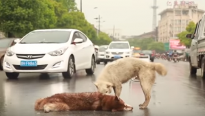В Китае дворняга попыталась "оживить" погибшего на дороге хаски
