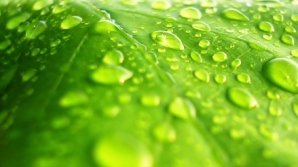 Ученые: растения находят воду "на слух"