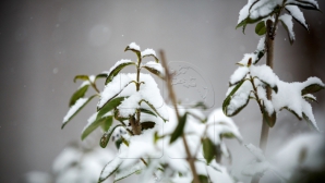 Фермеры подсчитывают убытки от снегопадов и заморозком