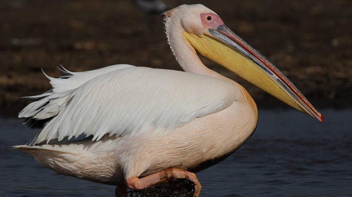 Беспилотник снял на видео отчаянную атаку пеликана