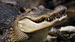 Туристы сняли луговую собачку, которая слишком близко подошла к аллигатору