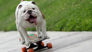 Видео: Бульдог-скейтбордист на скорости врезался в двери офиса "Би-би-си"