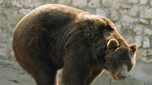 Видео: разъяренный медведь накинулся на посетителей цирка на Украине