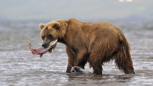 На Камчатке начался сезон медвежьих свадеб