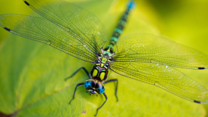 Ученые: самки стрекоз притворяются мертвыми, чтобы избавится от назойливых "поклонников"
