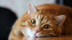 Итальянка подала в суд на соседку из-за кота, который вел двойную жизнь