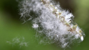 Зацвели тополя, и для аллергиков наступил непростой период