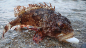 В Севастополе массово выбросились на берег морские ерши