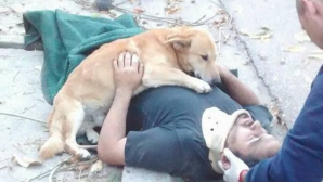 Верный пес не бросил хозяина, упавшего с дерева