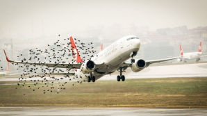 Стая птиц атаковала пассажирский лайнер при вылете из Внуково