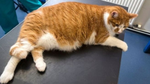 Шотландского кота с ожирением заставят худеть на конкурсе