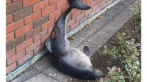 Ирландские студенты отплясывали на вечеринке с мёртвым дельфином