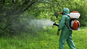 Сегодня начнут дезинсекцию лесов Молдовы воздушным путем