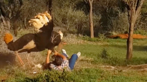 Видео: Страус затоптал туриста, который хотел его обнять