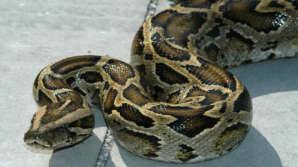 В болоте во Флориде поймали питона длиной 5,13 метра и весом 70 кг