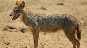 В Турции голодный шакал зашёл подкрепиться в супермаркет