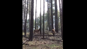 В Аризоне лосиха отбила детеныша у медведя