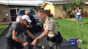 Видео: Двухметровый питон напал на мужчину и его собаку