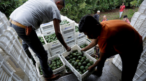 Калифорнийские работники украли авокадо на сумму $300 тысяч