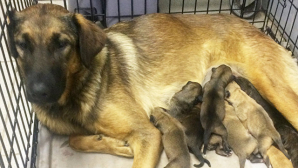 В Воронежской области дети отбили у живодёра щенков