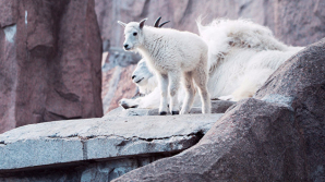 В Московском зоопарке родился детеныш снежных коз