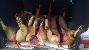 Полиция конфисковала две тонны мяса, которое везли в грязной машине
