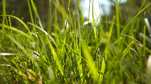Сегодня в Молдове переменная облачность, без существенных осадков
