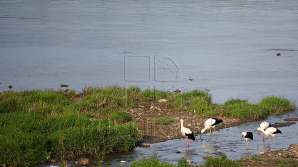 Вода во всех озерах столицы не соответствует санитарным нормам