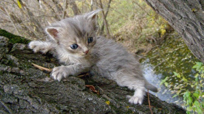 Подросток лишился рук, пытаясь снять котенка с дерева
