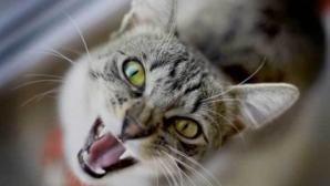 В Молдове выявлены два случая бешенства у животных