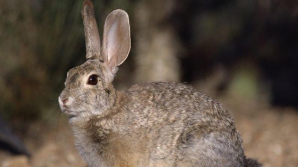 Министерство окружающей среды намерено запретить охоту на 14 видов животных и птиц