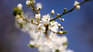 12 июня в Молдове ожидается переменная облачность, без осадков