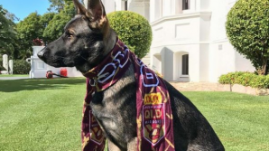 Щенок прошёл обучение, но был уволен из полиции по самой умилительной причине