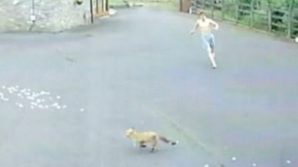 Хозяин в трусах превратил погоню лисы за курицей из триллера в комедию